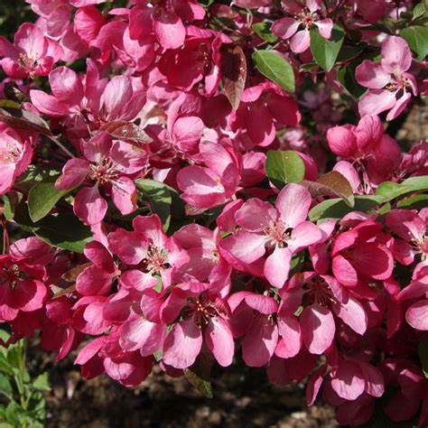 Boost your curb appeal with Indian magic crabapple